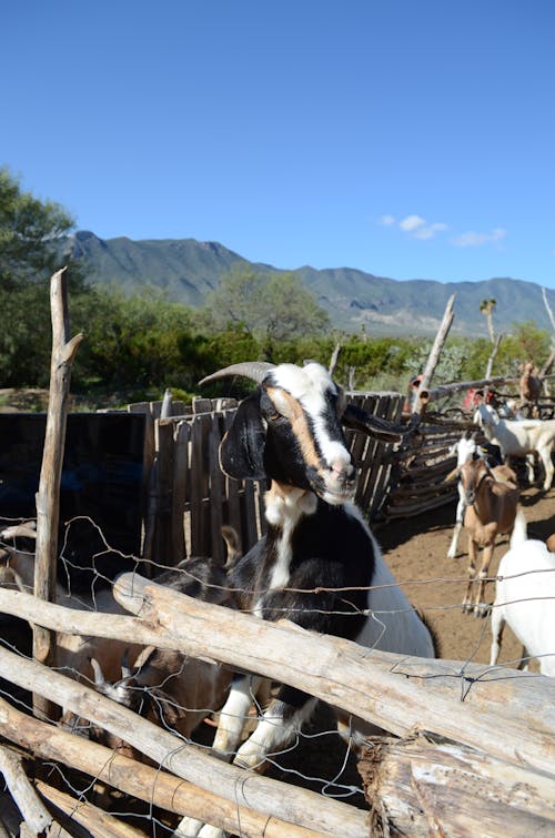 A Goat Inside the Farm