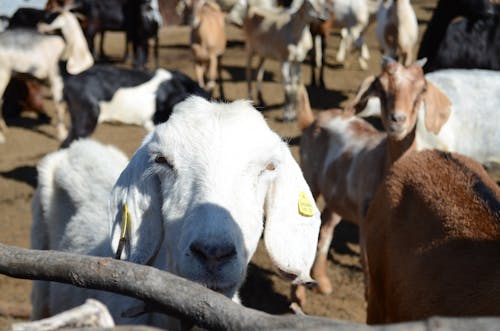 Herd Goat on a Pasture 