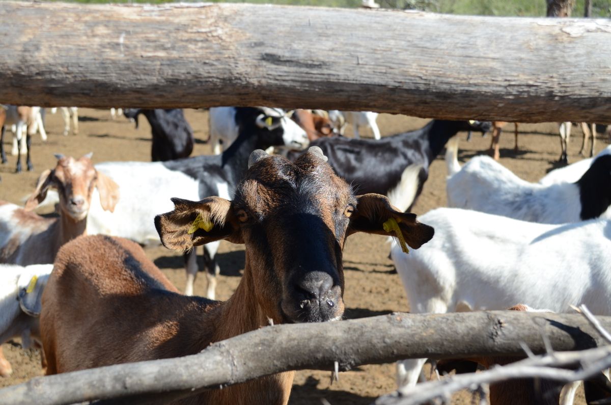 Kambing aqiqah yang sihat dan cukup umur di dalam kandang terbuka