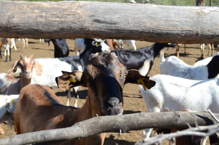 A Goat Inside The Corral