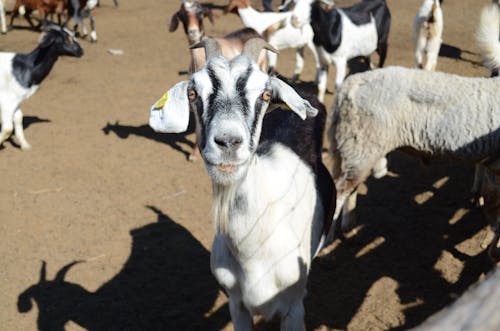 Immagine gratuita di agricoltura, animali, azienda agricola