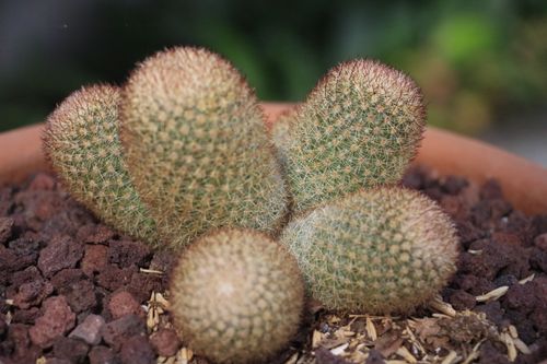 Free Detailed close-up of a spiny cactus plant in a pot, showcasing its prickly texture. Stock Photo