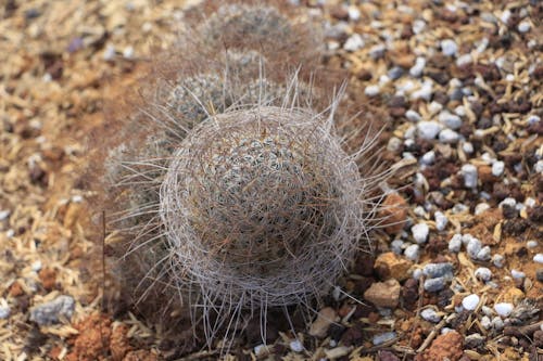 A Cactus in Close-Up Photography