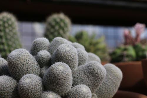 Close-Up Photograph of a Cactus