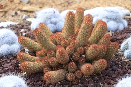 Free Detailed view of unique cactuses in Baguio garden with contrasting textures. Stock Photo