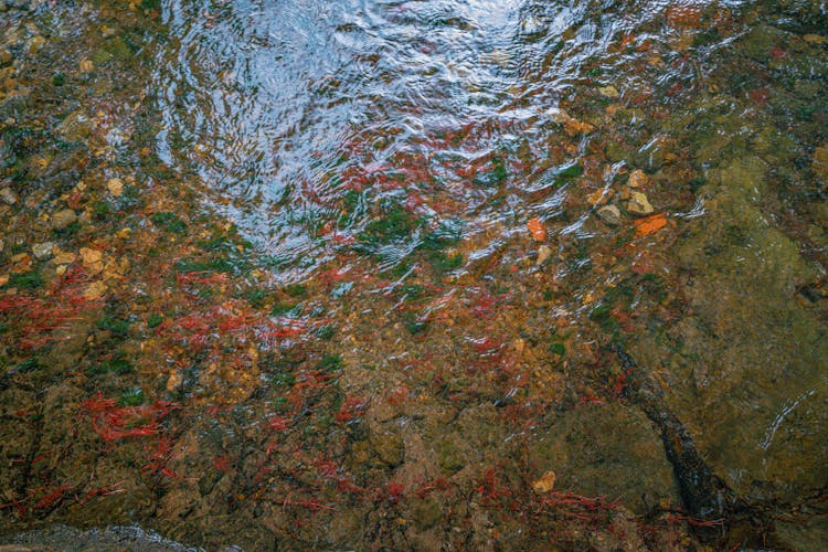 Water In Pond In Park