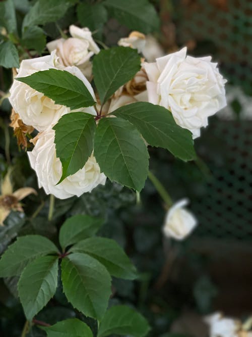 açan çiçekler, Beyaz çiçekler, Beyaz güller içeren Ücretsiz stok fotoğraf