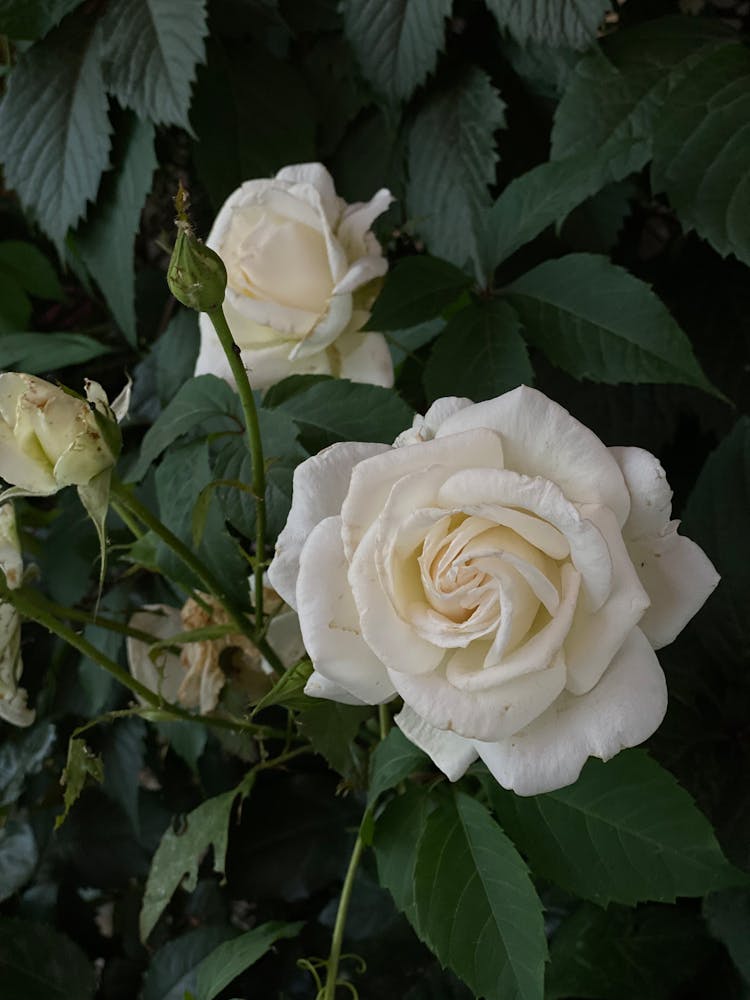 A White Rose In Bloom