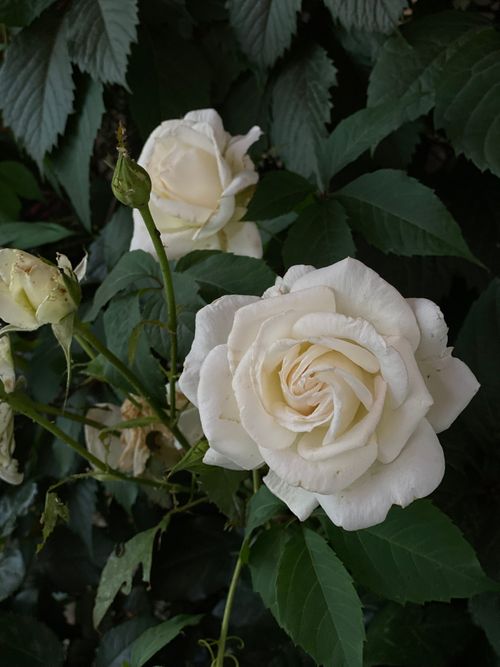 Free Captivating close-up of blooming white roses against lush green foliage, ideal for floral themes. Stock Photo