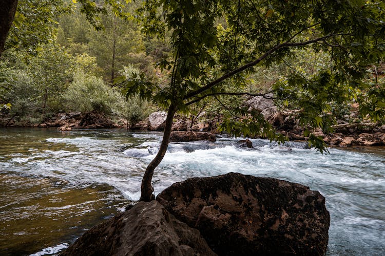 A Tree By The Riverside