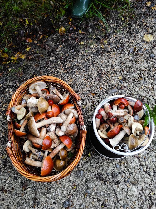 Wicker Basket and Bucket Full of Edible Mushrooms
