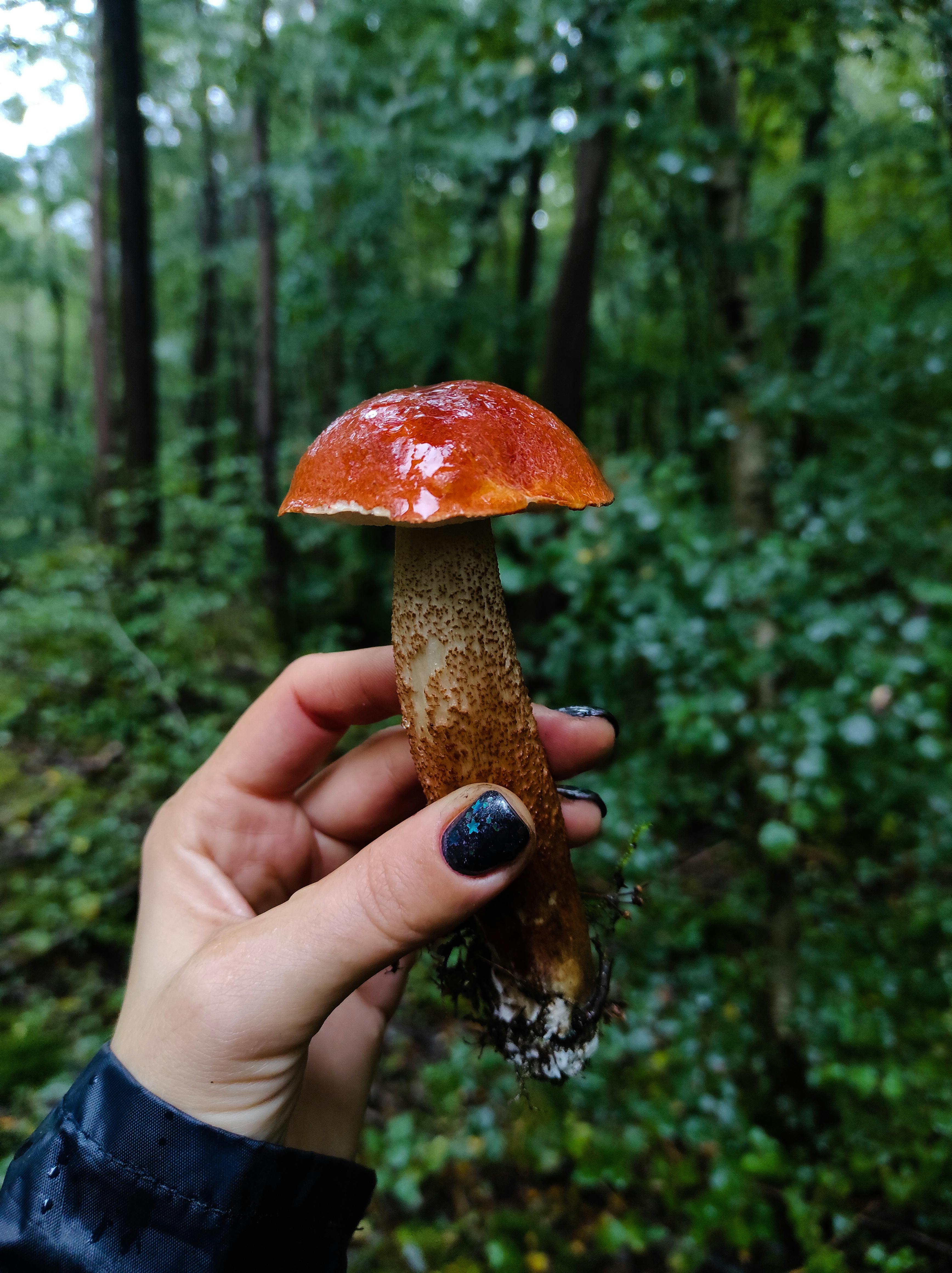 A hand with black nails holds a red-capped leccinum mushroom in a lush green forest.
