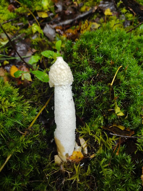 Close-up of a White Stinkhorn Mushroom Growing in a Forest