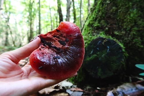 Person Holding a Beefsteak Mushroom