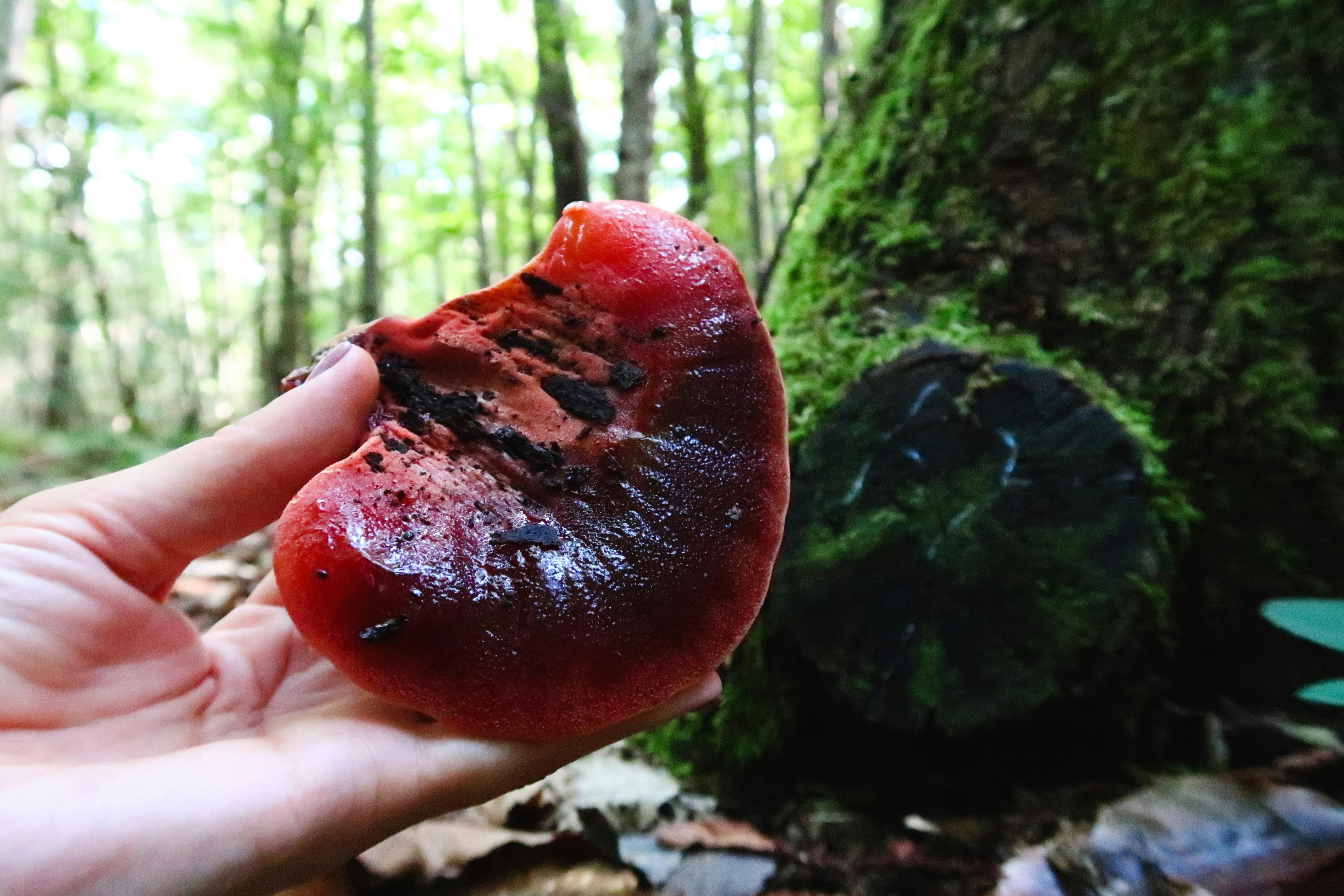 Beefsteak Mushroom Photos, Download The BEST Free Beefsteak Mushroom