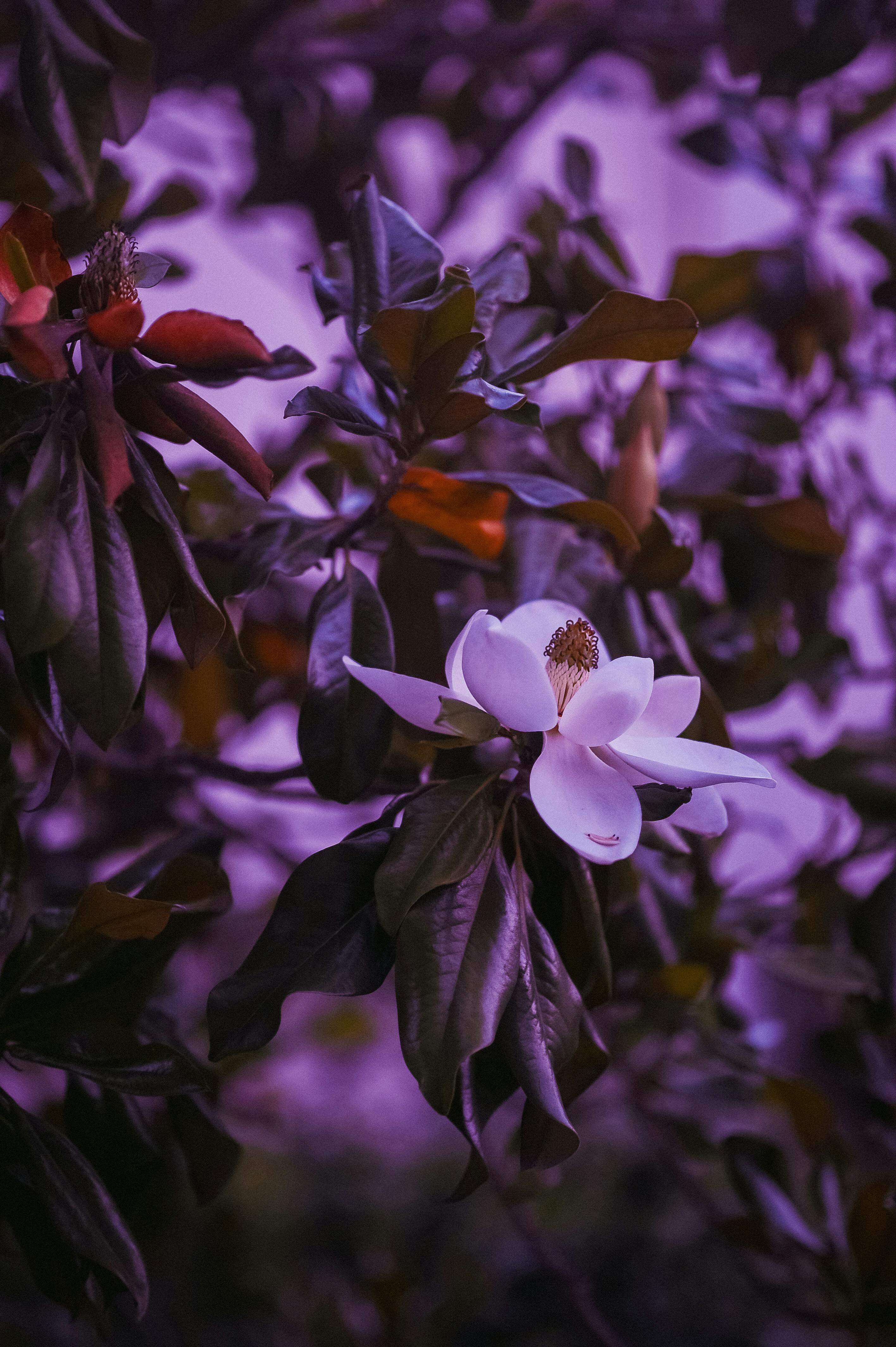 Close-up of a stunning magnolia flower with a vibrant purple filter, showcasing elegance and beauty.