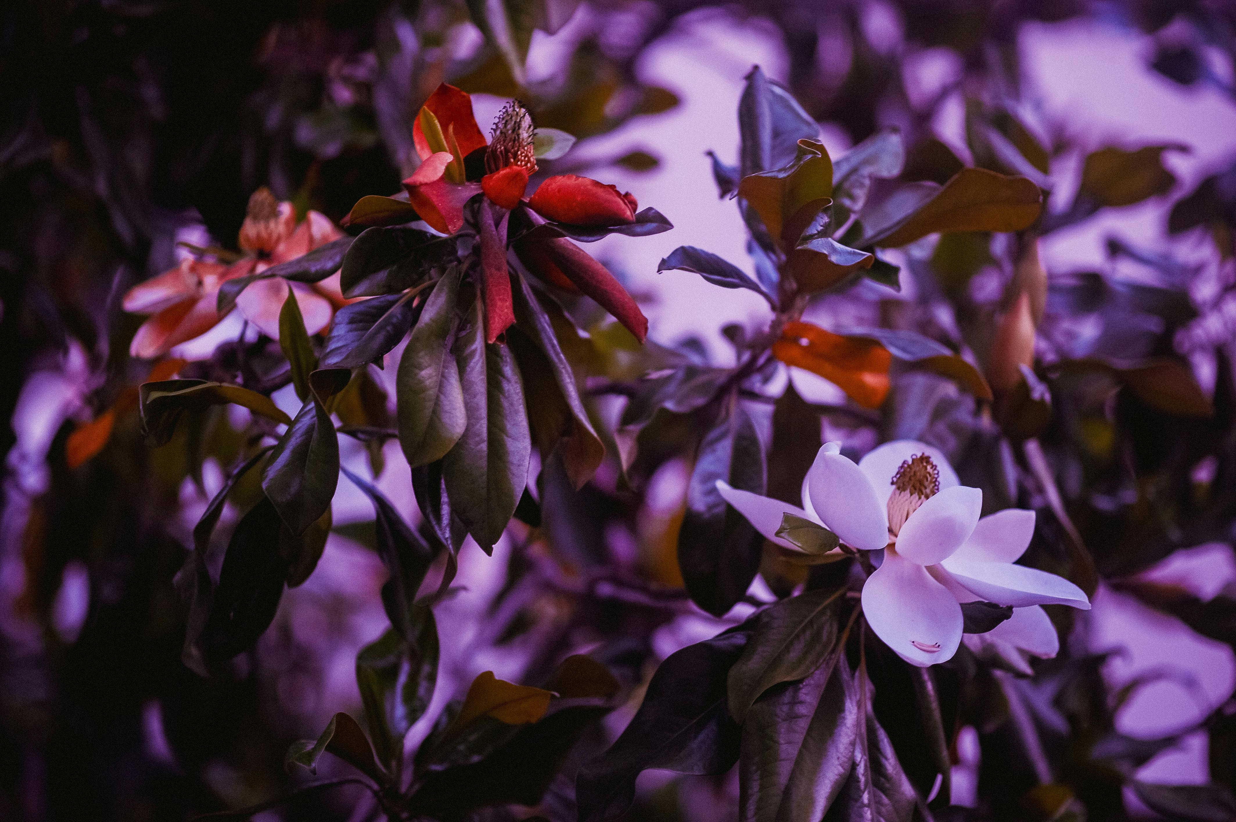 Magnolia’s AAA Hobbies To Close 2026 (Second Half). Iconic Hobby- Craft Emporium — Photo by Daka on Pexels
