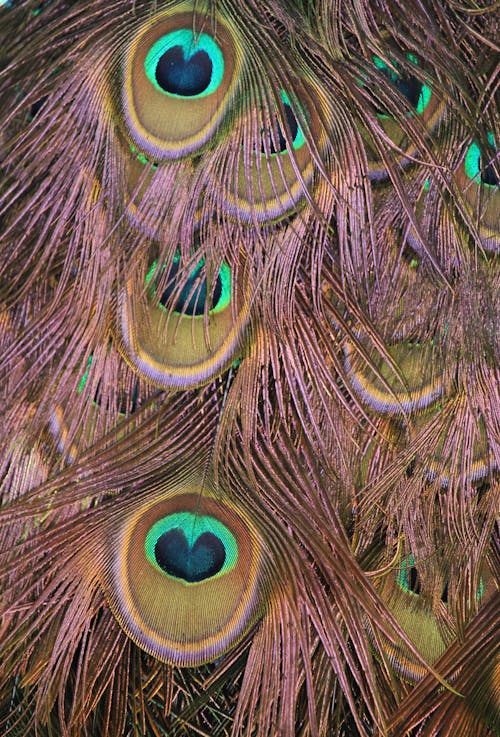 Close-Up Photograph of Peacock Feathers