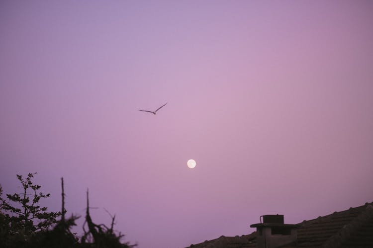 Bird Flying Against A Pink Sky And Full Moon 