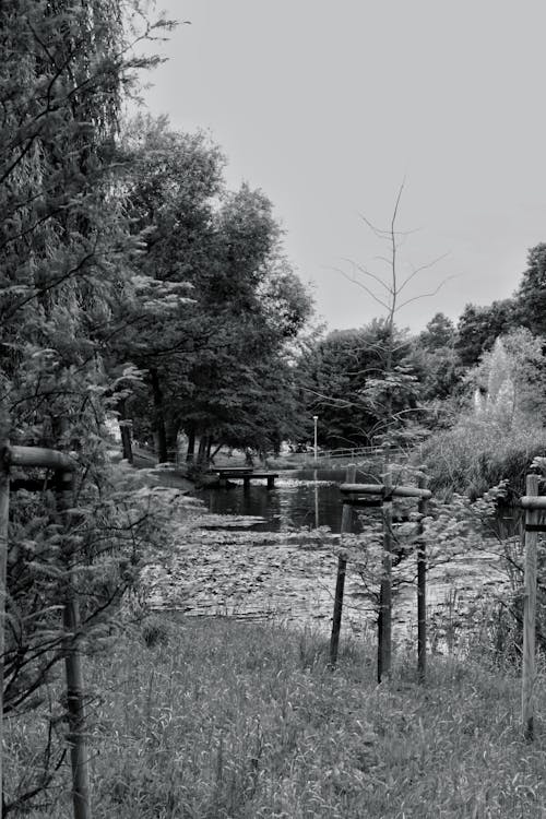 Grayscale Photo of Trees near a Lake