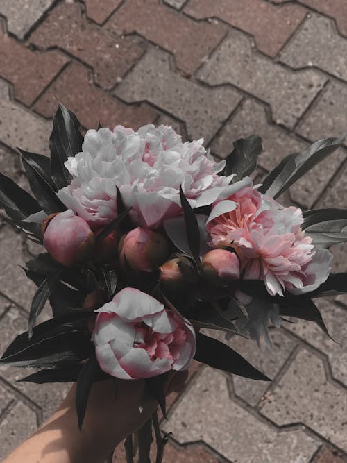 Základová fotografie zdarma na téma aranžování květin, detail, dlažba