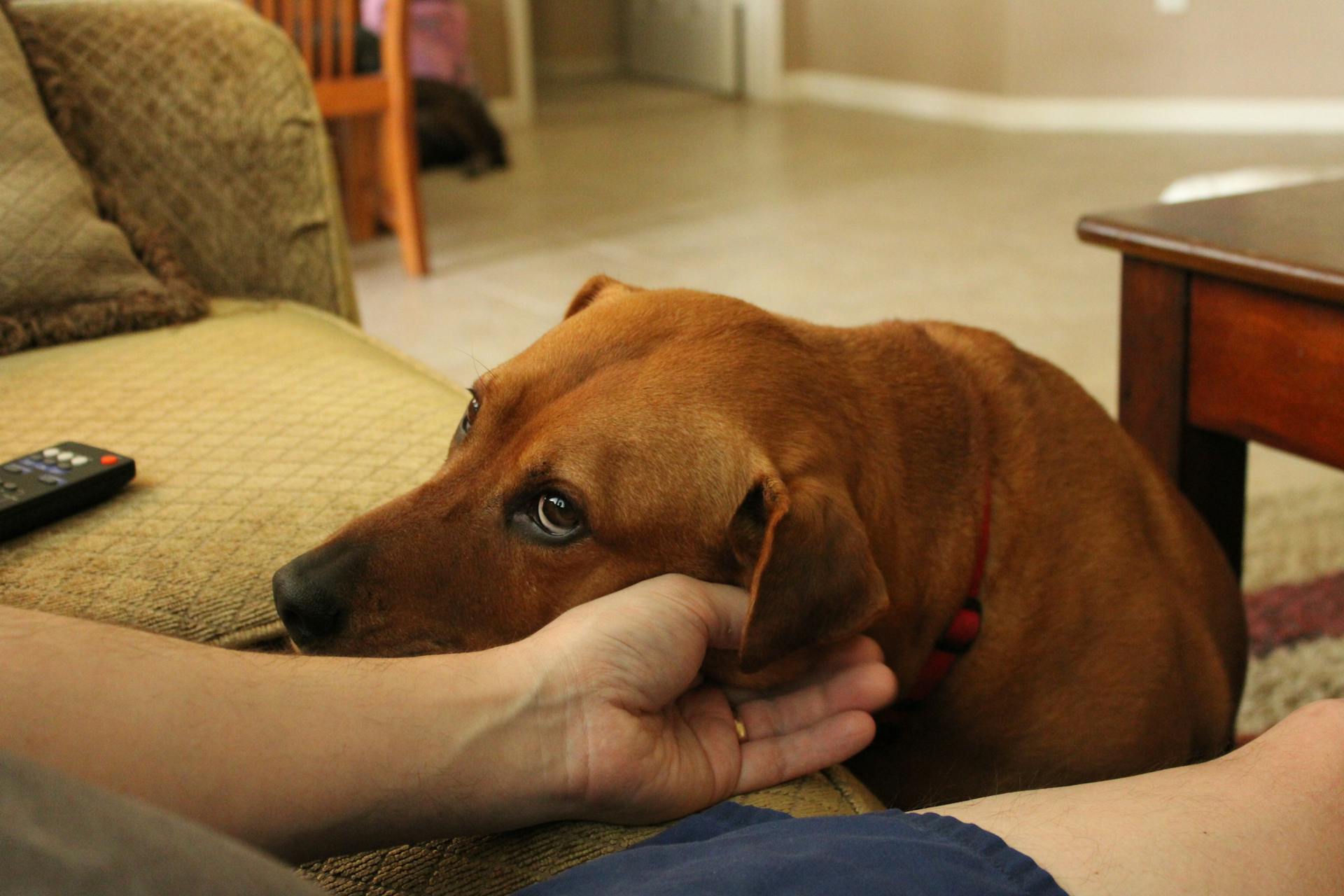 Photo of a Brown Dog Leaning its Head towards a Human Hand and Looking