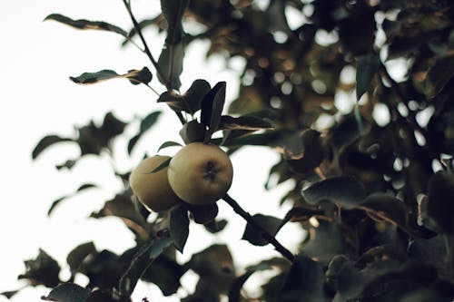 Green Apples on Tree