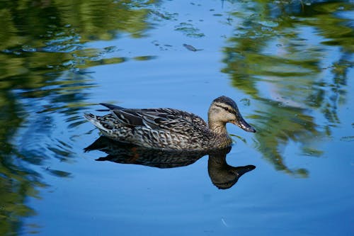 Close up of Duck on Water