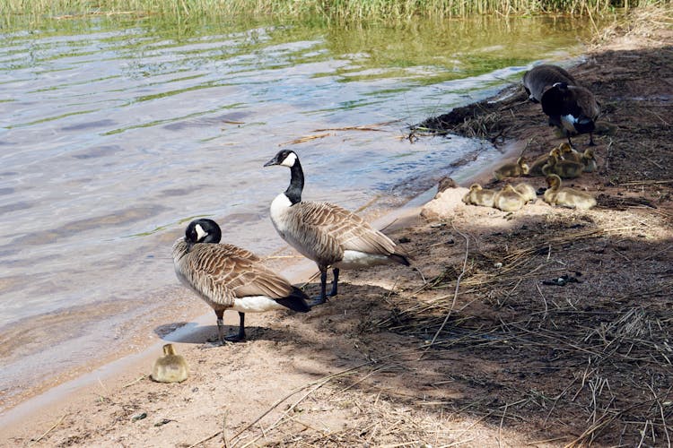 Ducks And Ducklings Near Water