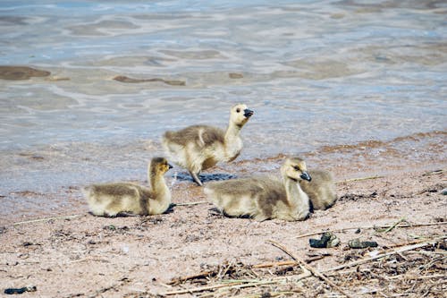 Goslings Lying on Lakeshore