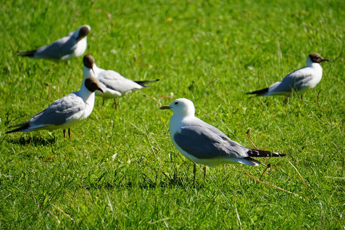 Bird Rass Photo of Birds on Grass · Free Stock Photo