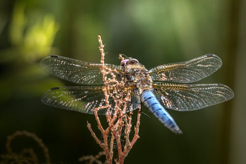 Kostnadsfri bild av insekt, närbild, natur