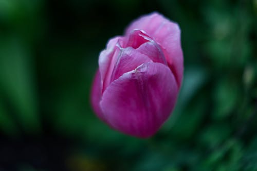 Free Pink Tulip in Bloom Stock Photo
