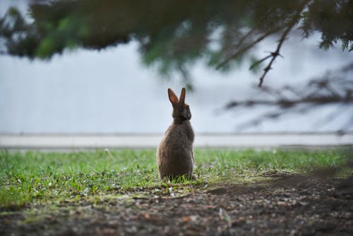 Free Brown Rabbit on Green Grass Field Stock Photo
