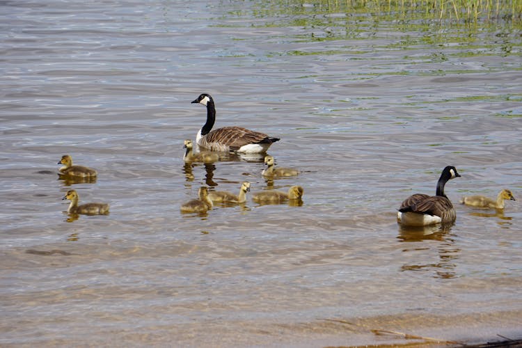 Ducks And Ducklings In Water