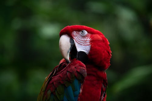 Fotobanka s bezplatnými fotkami na tému fotografovanie vtákov, papagáj, perá