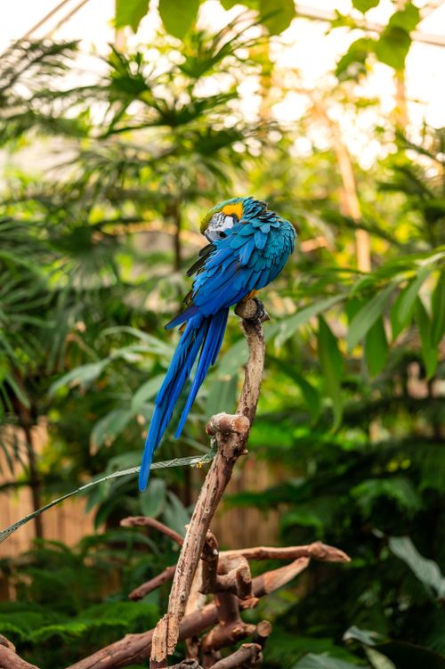 Free A vibrant blue-and-yellow macaw perches gracefully on a branch amidst dense tropical foliage. Stock Photo