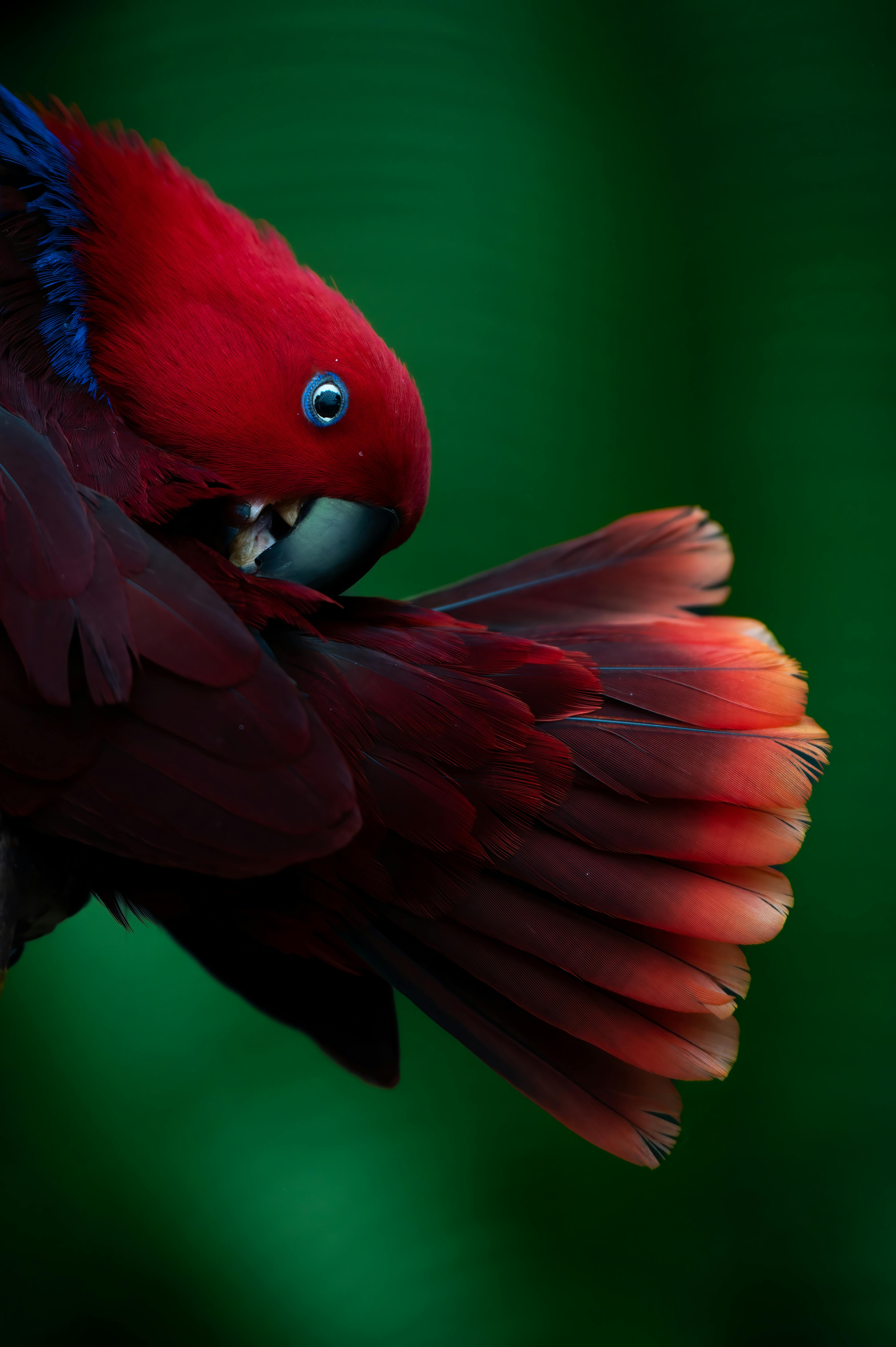 amazon rainforest wallpaper birds