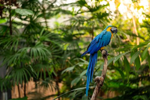 Free Stunning close-up of a Blue-and-yellow Macaw perched among lush tropical foliage, showcasing vivid colors. Stock Photo