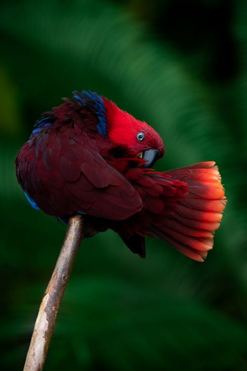 Amazon Rainforest Animals Photos, Download The BEST Free Amazon Rainforest  Animals Stock Photos & HD Images