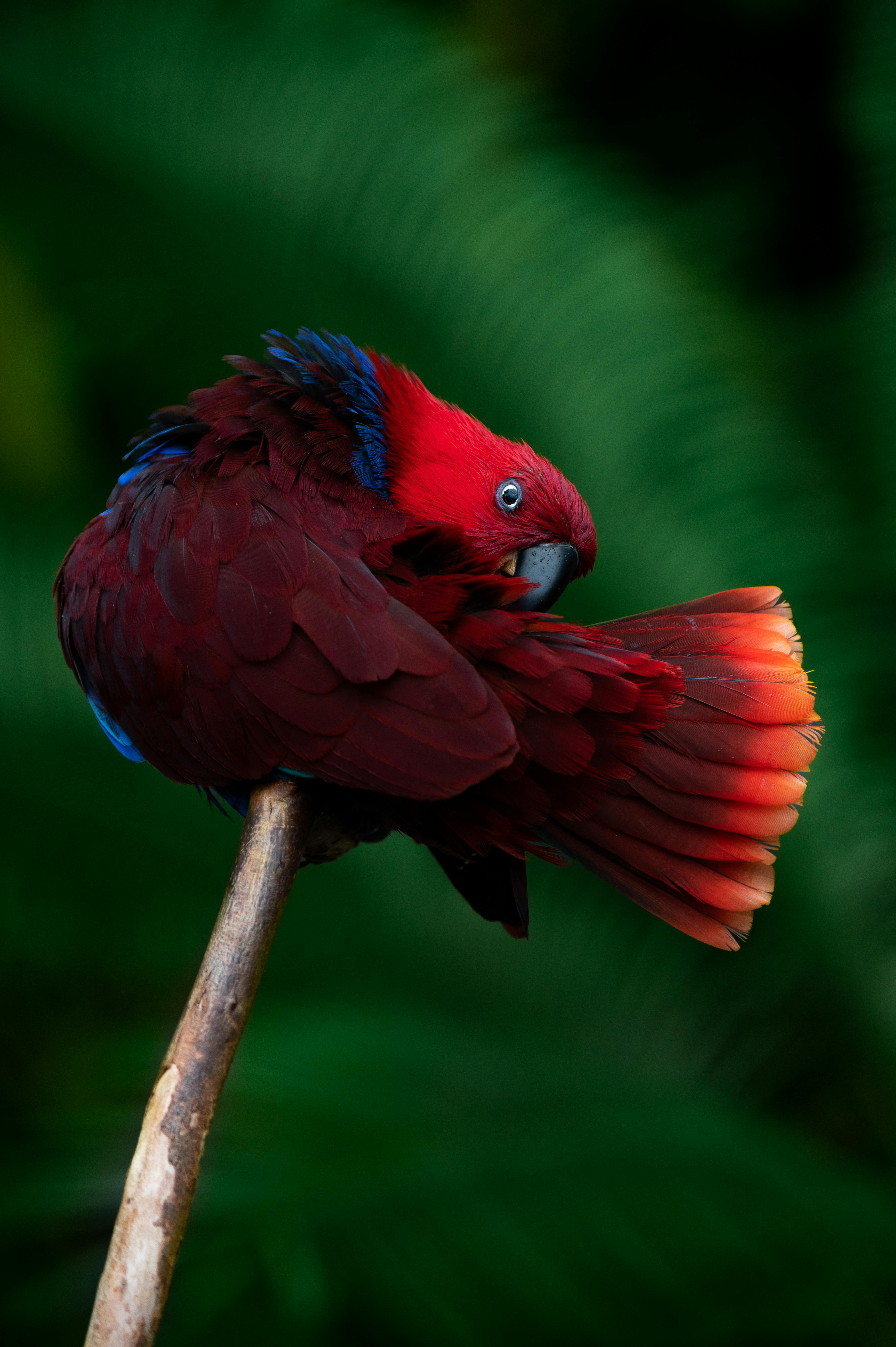 Amazon Rainforest Animals Photos, Download The BEST Free Amazon Rainforest  Animals Stock Photos & HD Images