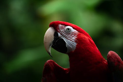 Close-Up Shot of a Macaw 