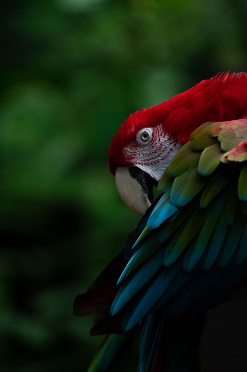 Free Close-up of a vibrant Scarlet Macaw perched among lush greenery, showcasing its colorful plumage. Stock Photo