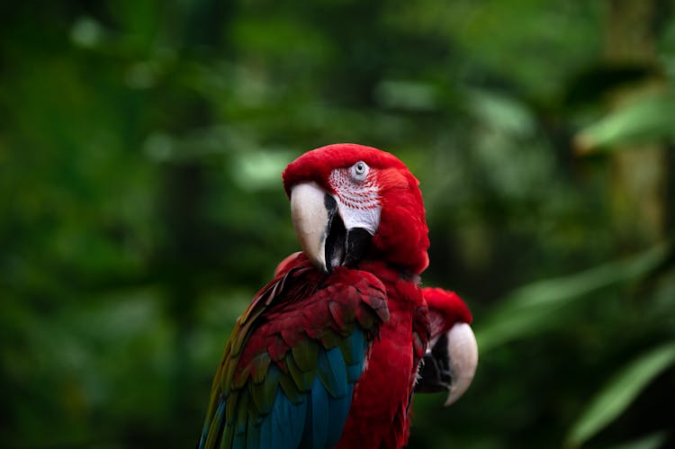 Close Up Photo Of A Parrot