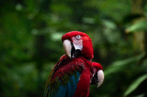 Free A vivid close-up of a Scarlet Macaw showcasing vibrant plumage in a lush jungle setting. Stock Photo