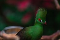 Close-up of a vibrant green turaco with striking plumage and red details, perfect for animal photography.