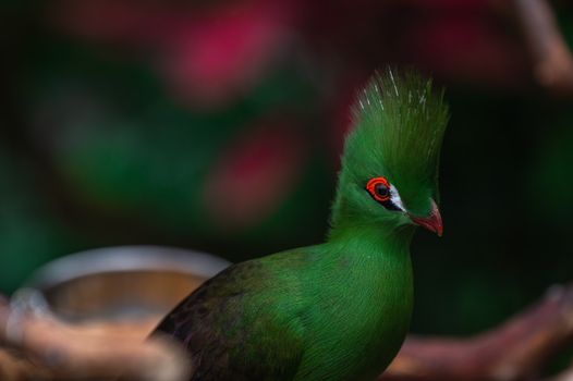 Close-up of a vibrant green turaco with striking plumage and red details, perfect for animal photography.