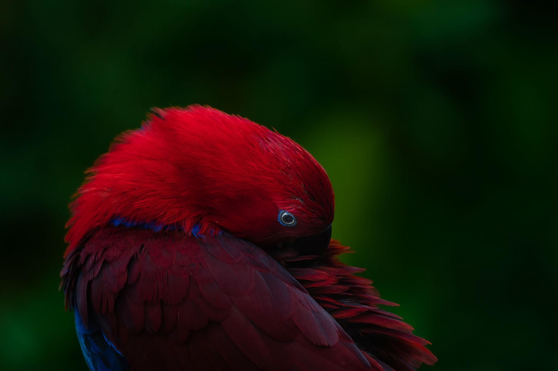 parrot preening feathers close up