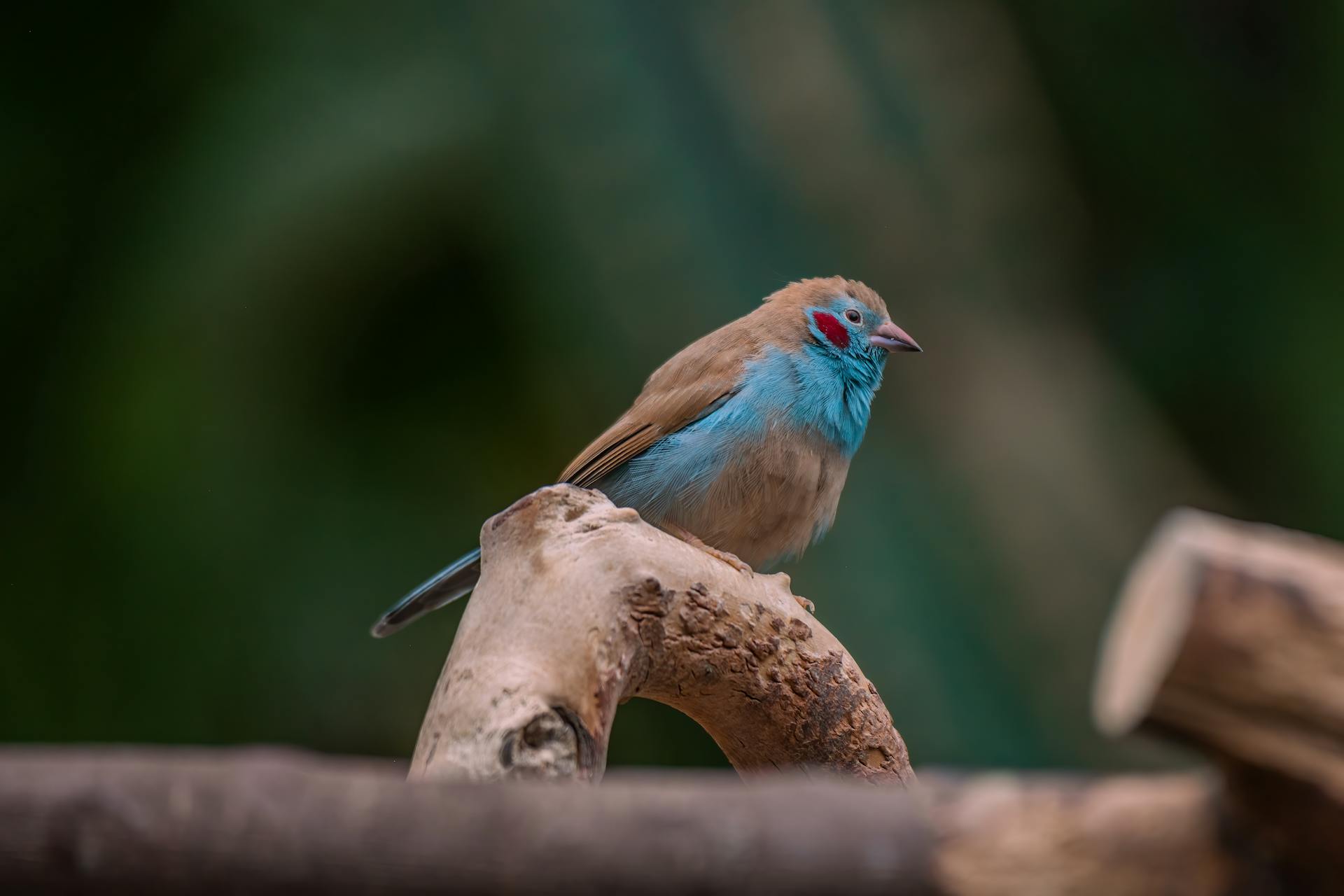 Detailed close-up of a red-cheeked cordon-bleu bird perched on a branch, highlighting its vibrant plumage.