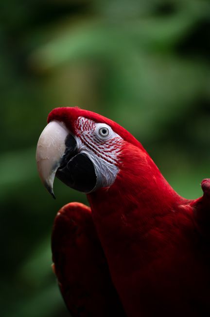 Stunning close-up portrait of a scarlet macaw showcasing vivid plumage and detailed feathers.